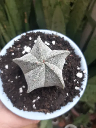 Planta Suculenta Astrophytum