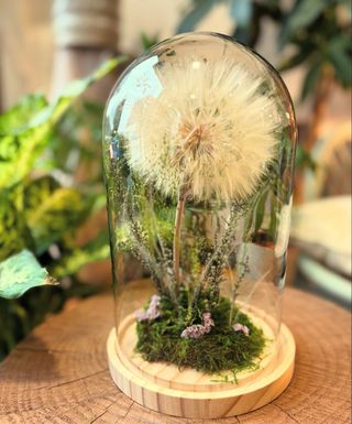 Cúpula cristal Diente de León