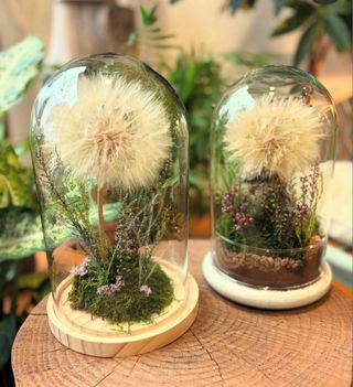 Cúpula cristal Diente de León