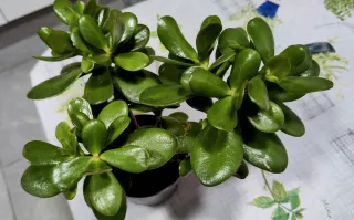 Planta Jade de la Suerte