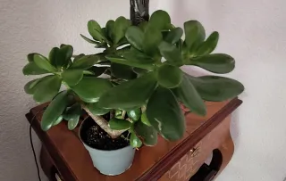 Planta Jade de la Suerte