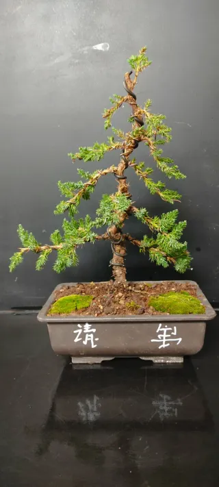 Junipero Procumbens Nana Bonsai