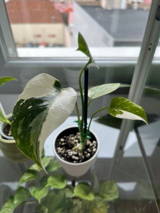 Monstera Thai Constellation Mini con maceta