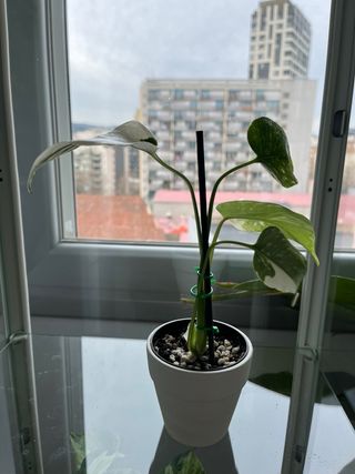 Monstera Thai Constellation Mini con maceta