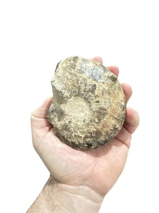 Ammonite Mamitis Fósil