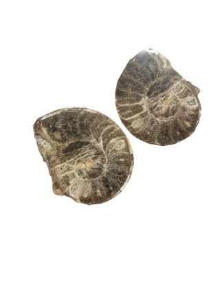 Ammonite Mamitis Fósil