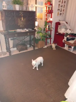 Alfombra grande 3x2 metros