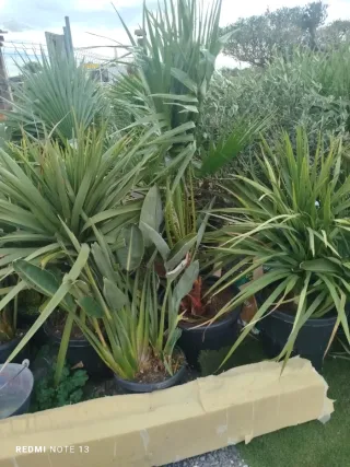 Olivo y Palmera en Maceta