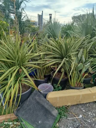 Olivo y Palmera en Maceta