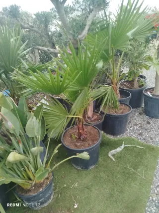 Olivo y Palmera en Maceta