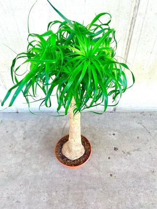 Planta interior/exterior “Beaucarnea recurvata”