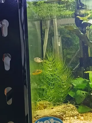 Plantas para acuario