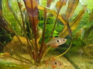 Plantas para acuario