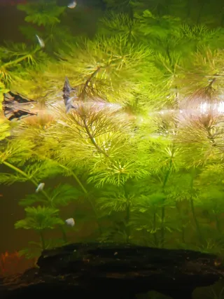 Plantas para acuario