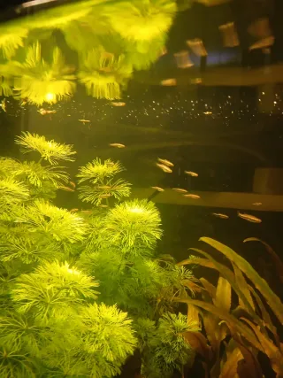 Plantas para acuario