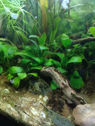 Plantas para acuario