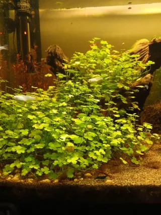Plantas para acuario