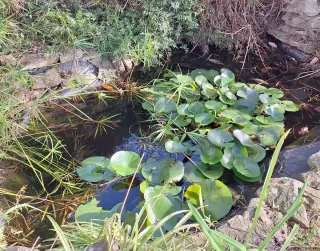 Flor de loto blanca grande