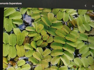 Plantas acuáticas flotantes