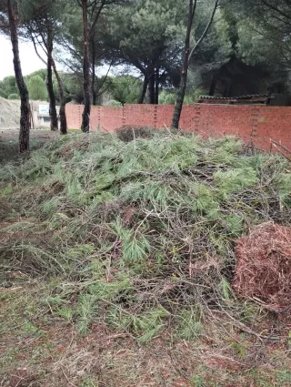 Regalo Restos de poda de pino