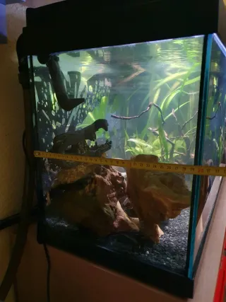 ACUARIO 100L + Filtro JBL CristalProfi e1502