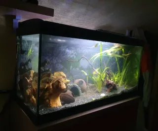 ACUARIO 100L + Filtro JBL CristalProfi e1502