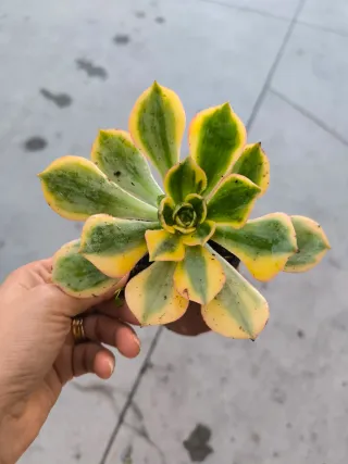 Aeonium Sunburst Variegado