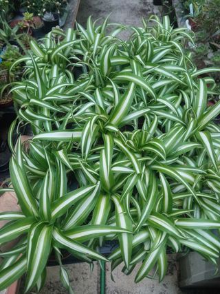 Planta interior MINI Cintas variegata Chlorophitum