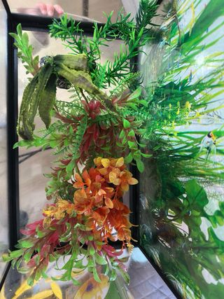 Pecera 20l con filtro y calentador