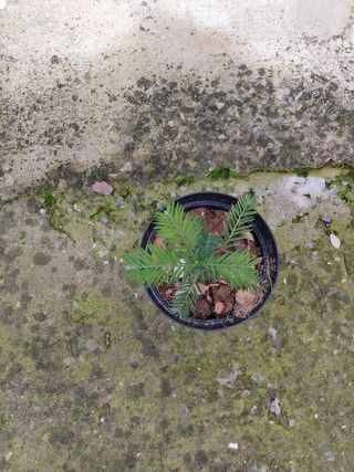 Pianta Sequoia sempervirens h 10-15 cm vaso 14