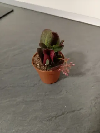 Crassula Streyi 'Pondo Cliff'