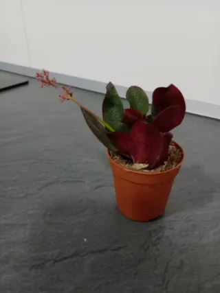 Crassula Streyi 'Pondo Cliff'