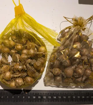 1 Giglio delle pioggia - Zephyranthes My picotee -