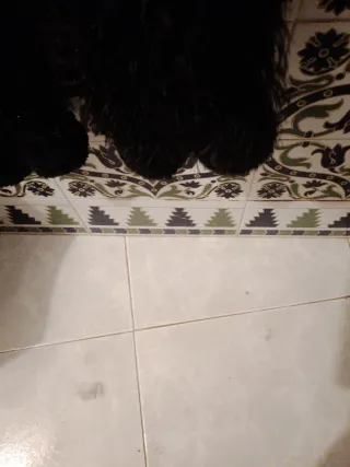 Boa de plumas de avestruz negra