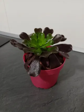 Aeonium Arboreum Planta Suculenta