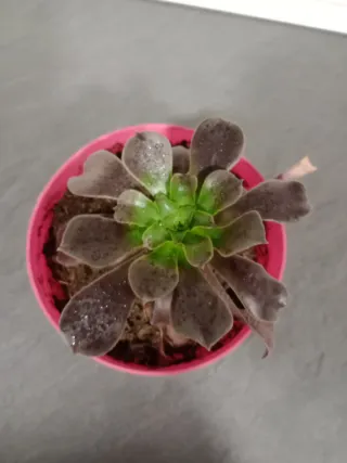 Aeonium arboreum planta suculenta