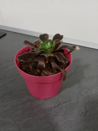 Aeonium arboreum planta suculenta