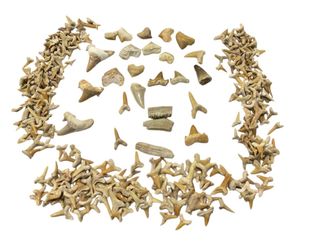 Colección Fósiles - Más de 200 Piezas