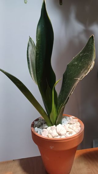 Planta Sansevieria en maceta de terracota