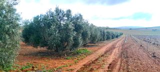 FINCA OLIVAS VALDEPEÑAS
