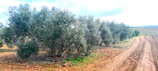 FINCA OLIVAS VALDEPEÑAS