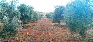 FINCA OLIVAS VALDEPEÑAS