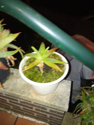 Plantas Aloe Vera con maceta