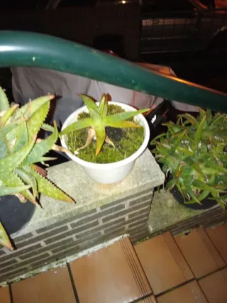 Plantas Aloe Vera con maceta