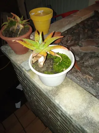 Plantas Aloe Vera con maceta