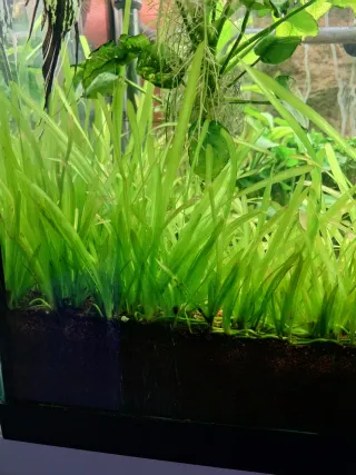 Plantas acuario Vallisneria  ( unidad )