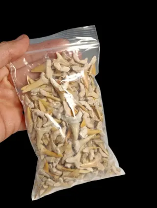 Lote Fósiles Naturales 150 piezas