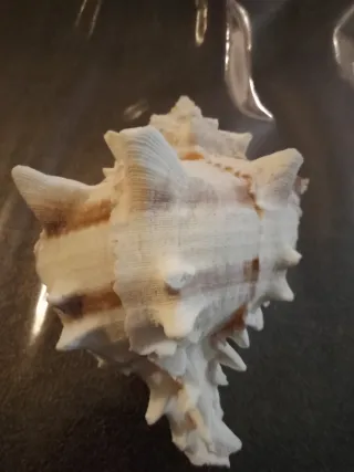 Conchiglia Murice Ramificato