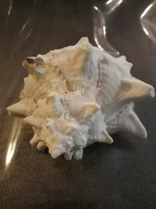 Conchiglia Murice Ramificato