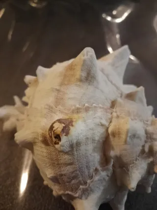 Conchiglia Murice Ramificato